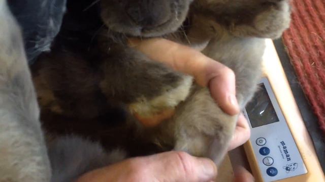 Осмотр и идентификация кроликов в Кольцово. смотреть онлайн