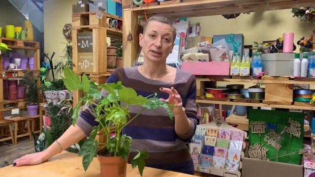 Фатсия японская или аралия - растение ладошка | Как правильно ухаживать