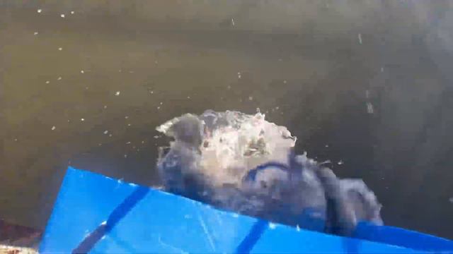 Запуск 588,5 кг форели смотреть онлайн