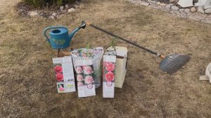 Как посадить пионы в коробки и из гробокопателя в землю весной. Особенности посадки ПИОНОВ весной.