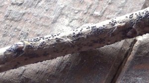 КАК бороться с ТЛЕЙ? ГДЕ зимует ТЛЯ?