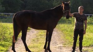 Кабардинский Жеребец➰Учинари 🐎 ყაბარდოული ულაყი➰უჩინარი