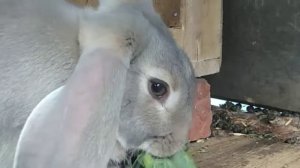 Можно ли кроликам давать лопухи??? #кролики #лопухи #кролиководство