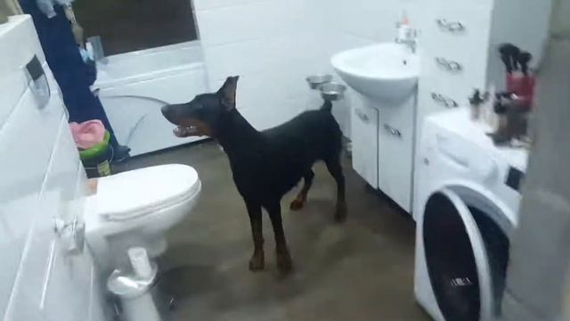 Карело-финская лайка и Доберман (приставка в домашних условиях на куницу ) смотреть онлайн