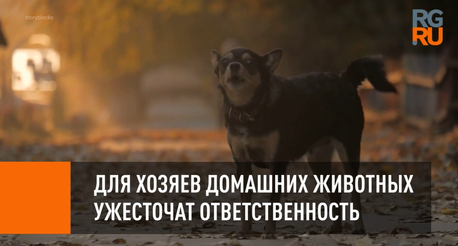 Ответственность владельцев животных. Ужесточение ответственности владельцев животных. обязанности владельцев животных.