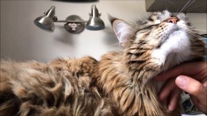 Мейн-кун Вилли громко мурлыкает / CAT RELAXES