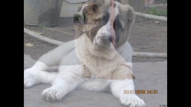 САО(Алабай) Графиня Dog crack смотреть онлайн