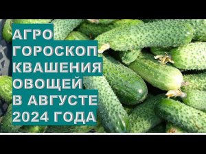 Агрогороскоп квашения овощей капусты в августе 2024Agrohoroscope for pickling cabbage vegetables in