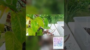 Пересадка Филодендрона Медуза, 
филодендрон Painted Lady. Развитие корней в тотеме
