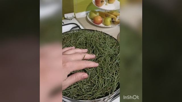 Гидролат из сосновых иголок