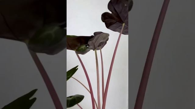 #аглаонема #алоказия #хойя #сингониум #комнатныерастения #растениядома