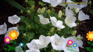 Колокольчик карпатский Белые клипсы. Краткий обзор, описание campanula carpatica Weisse Clips