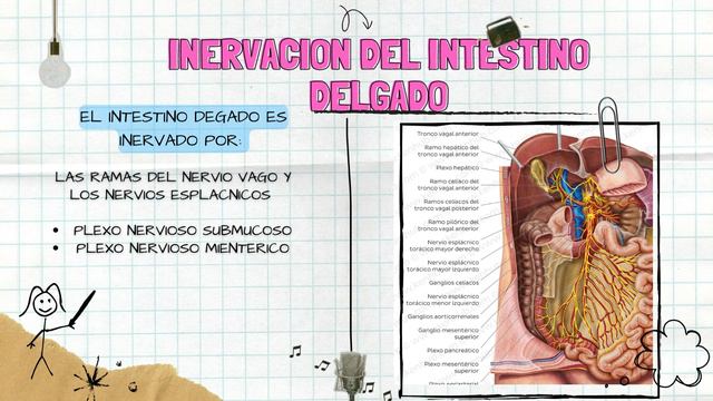 ANATOMIA ABDOMEN 29204 смотреть онлайн