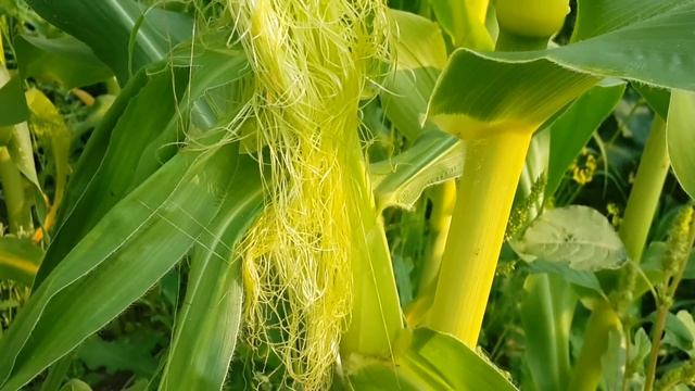 ✅ Как вырастить кукурузу посевом семян в открытый грунт. Сладкий сорт "Лакомка". смотреть онлайн