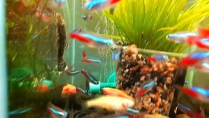 Вот это сильно! Просто ОФИГЕЛ от этого аквариума! Распаковка аквариумных рыбок в зоомагазине