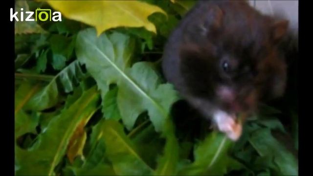 ВИДЕО ПРО ХОМЯКОВ  Домашние хомяки  СИРИЙСКИЙ ХОМЯК Канал про животных @JessLifePets