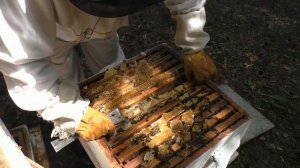 ОТКАЧАТЬ МЁД ИЗ ЗЛОЙ СЕМЬИ.