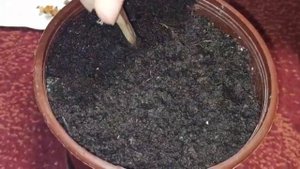 Комнатные цветы. Посадка Сумах Оленерогий семенами