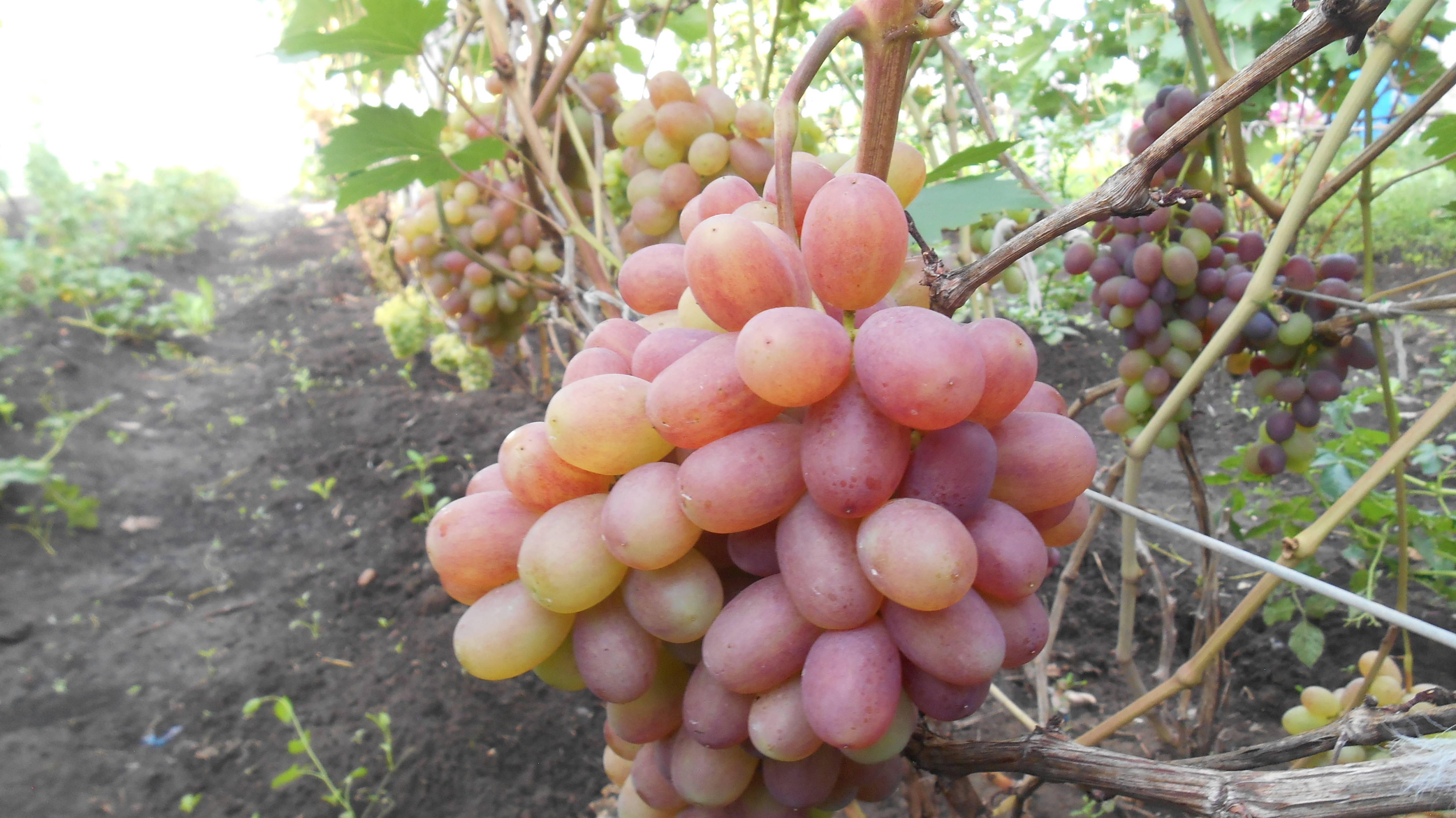 Виноградник Юрия Матвеева 22 августа 2024 года.