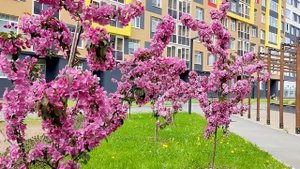 Обзор Мурино - все плюсы и минусы жизни в "человейнике"