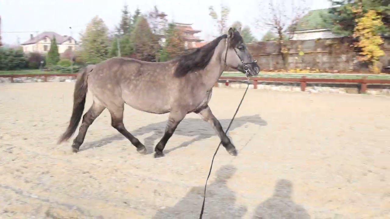 Парабель 2