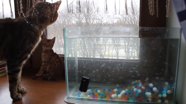 Кот Бенгал Не доволен работой садовника смотреть онлайн