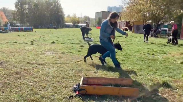 Воскресенье в Марьино. Дрессировка собак в группах