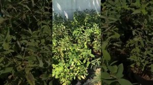 Жимолость- пересадка кустов со 100% приживаемостью в любую погоду! жара t+31