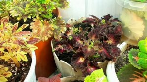 КОЛЛЕКЦИЯ КОЛЕУСОВ ПОПОЛНИЛАСЬ. СОХРАНЯЮ ЧЕРЕНКАМИ ВСЕ СОРТА. ДОСВЕЧИВАНИЕ. УСЛОВИЯ ОБИТАНИЯ.