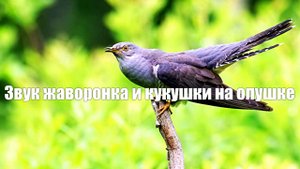 Звук жаворонка и кукушки на опушке