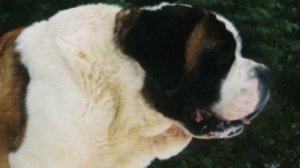 5 Самых Больших Пород Собак в Мире!