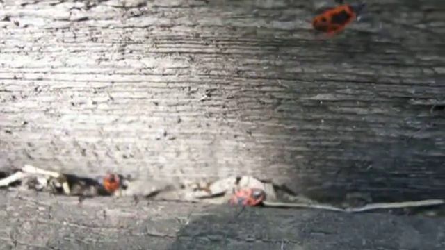 тараканы солдатики смотреть онлайн