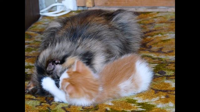 Я пушистый рыже - беленький котёнок :) смотреть онлайн