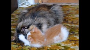 Я пушистый рыже - беленький котёнок :)