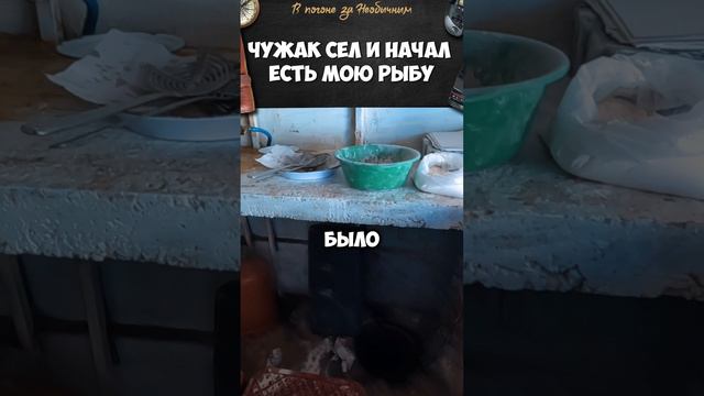 Чувак сел, и начал есть мою рыбу