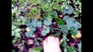 Копытень трава