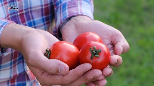 ФИТОФТОРА ПОГИБНЕТ СРАЗУ, САМЫЙ ЛУЧШИЙ РЕЦЕПТ смотреть онлайн