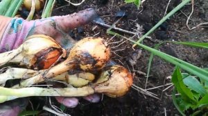 Лук шалот семейный старообрядческий от Алыева (сорт 16)