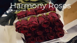 Explorer 70 см | Плантация Harmony Roses, Эквадор