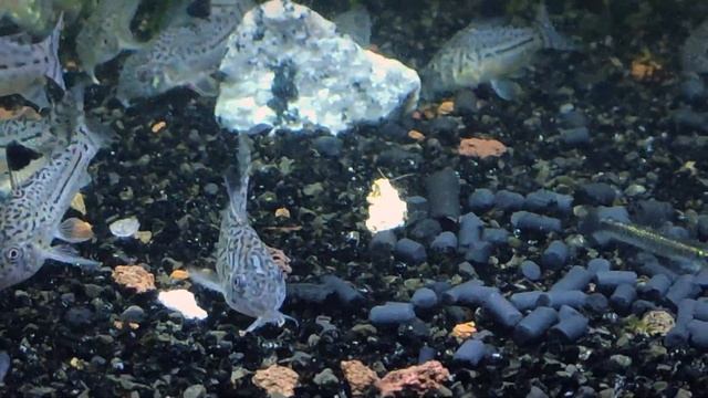 Коридорас Юлии / Corydoras julii #Коридорасджули #Corydorasjulii смотреть онлайн