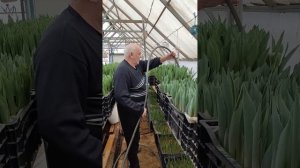 Полив тюльпанов на период выгонки