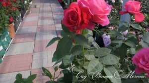 Точки продаж саженцев роз. Где покупать а где не стоит.