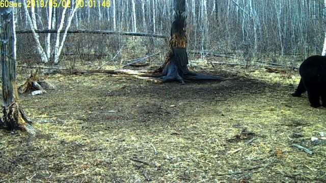 Забайкальский медведь, видео с фотоловушки смотреть онлайн