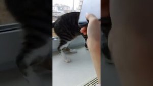 отвратительный кот заболел  бешенством