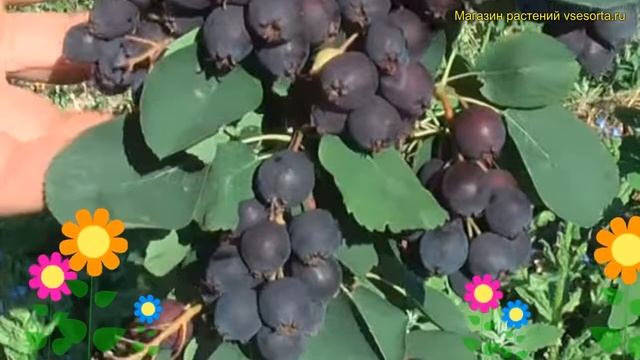 Ирга обыкновенная Тиссен. Краткий обзор, описание характеристик amelanchier alnifolia Thiessen смотреть онлайн