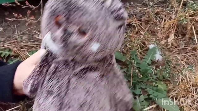 Прятки Басик и Пушин/Пушина Украли!!! /чере паш??❤ смотреть онлайн