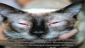 Аллергия на корм у кошек: как проявляется