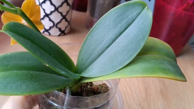 Естафета: три дорогі серцю орхідеї смотреть онлайн