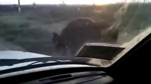 БЕШЕНЫЙ кабан АТАКУЕТ авто - люди в ШОКЕ. Полная версия этого БЛОКБАСТЕРА