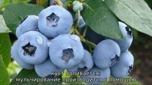 Голубика Денис Блю
